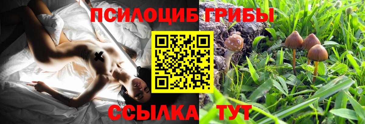 где купить   Галлюциногенные грибы GOLDEN TEACHER  Пушкино  Вход с VPN  Псилоцибиновые грибы Psilocybine cubensis 